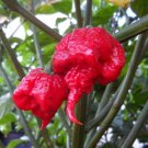 Carolina Reaper Hot Pepper Seeds