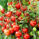 Small Red Cherry Tomato Seeds