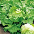 Webb Wonderful Lettuce Seeds