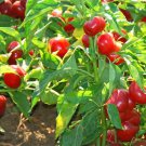 Red Cherry Hots Pepper Seeds