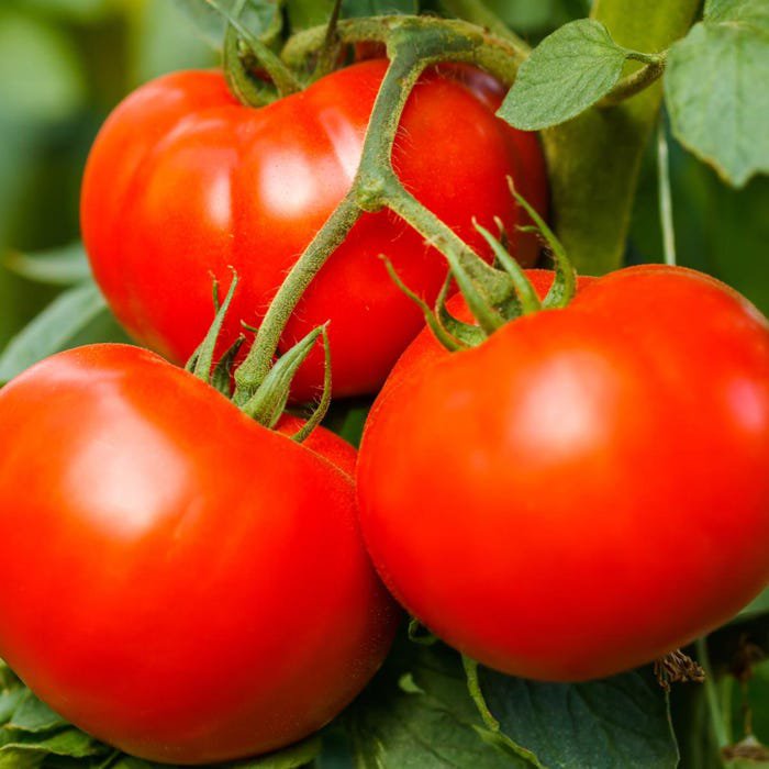 Big Beef Plus Tomato Seeds