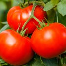 Big Beef Plus Tomato Seeds