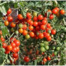 Italian Patio Cherry Tomato Seeds