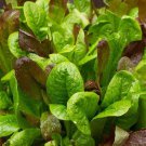 Gourmet Mixture Lettuce Seeds