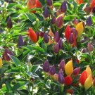 Nu Mex Twilight Hot Pepper Seeds