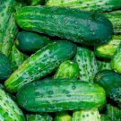 Bush Pickle Cucumber Seeds