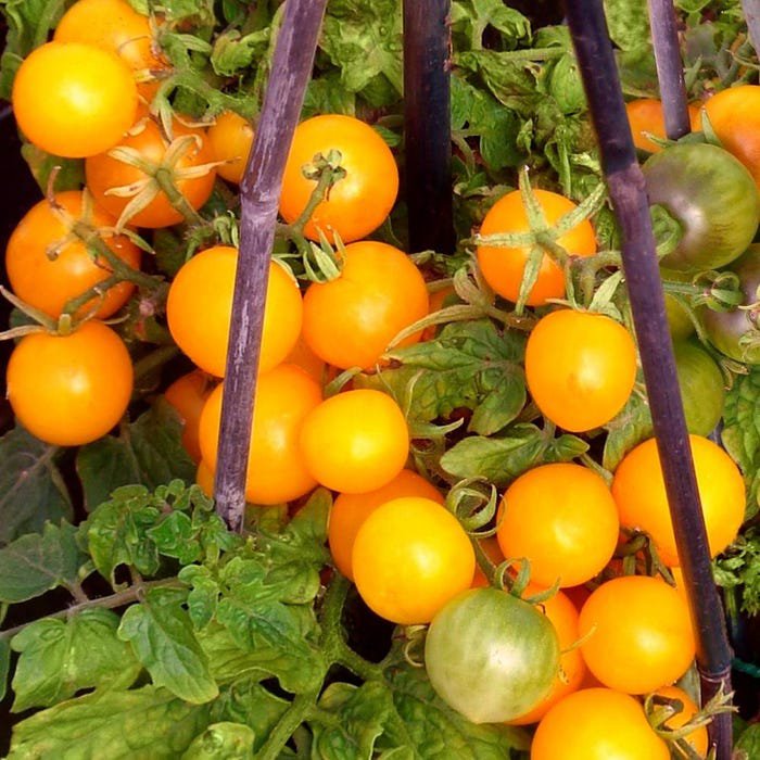 Sunsugar Cherry Tomato Seeds