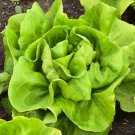Butterhead Buttercrunch Lettuce