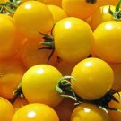 Gold Nugget Cherry Tomato Seeds