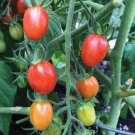Principe Borghese Cherry Tomato Seeds
