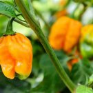 Jamaican Yellow Habanero Pepper Seeds
