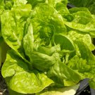 Little Gem Lettuce Seeds