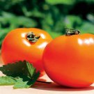 Chef'S Choice Orange Tomato Seeds