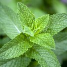 Mint Common Herb Seeds