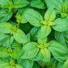 Genovese Basil Herb Seeds