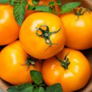 Sunray Tomato Seeds