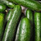 Sweet Success Cucumber Seeds