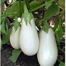 White Star Eggplant Seeds