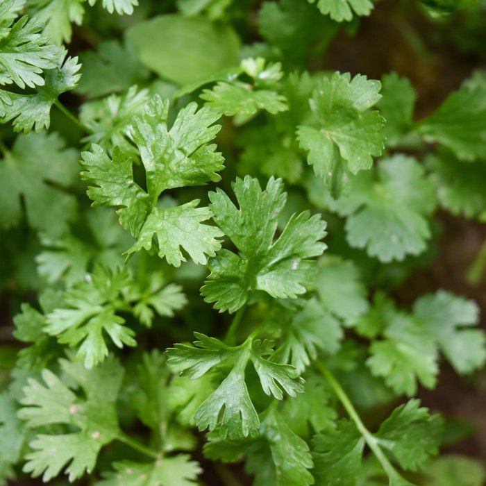 Santo Cilantro/Coriander Seeds