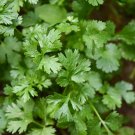 Santo Cilantro/Coriander Seeds
