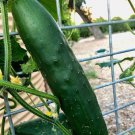 Marketmore 76 Cucumber Seeds