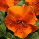 Frizzle Sizzle Orange Pansy Seeds 25 Seeds