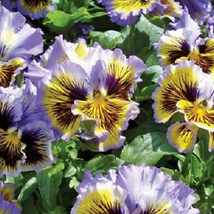 Frizzle Sizzle Yellow Blue Swirl Pansy Seeds 25 Seeds