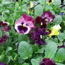 Pansy Seeds 25 Seeds Frizzle Sizzle Mix Garden Flowers Seed Mix Seeds