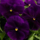 Pansy Seeds Pansy Majestic Giant Ii Clear Purple 50 Seeds Viola Seeds