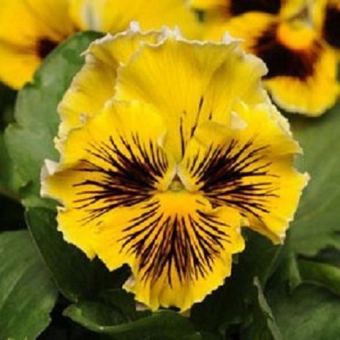 Frizzle Sizzle Yellow Pansy Seeds 25 Seeds