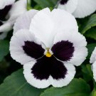 Pansy Seeds Pansy Majestic Giant Ii White Blotch 50 Seeds Viola Seeds