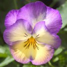Pansy Seeds Pansy Ultima Radiance Deep Blue 50 Seeds Viola Seeds