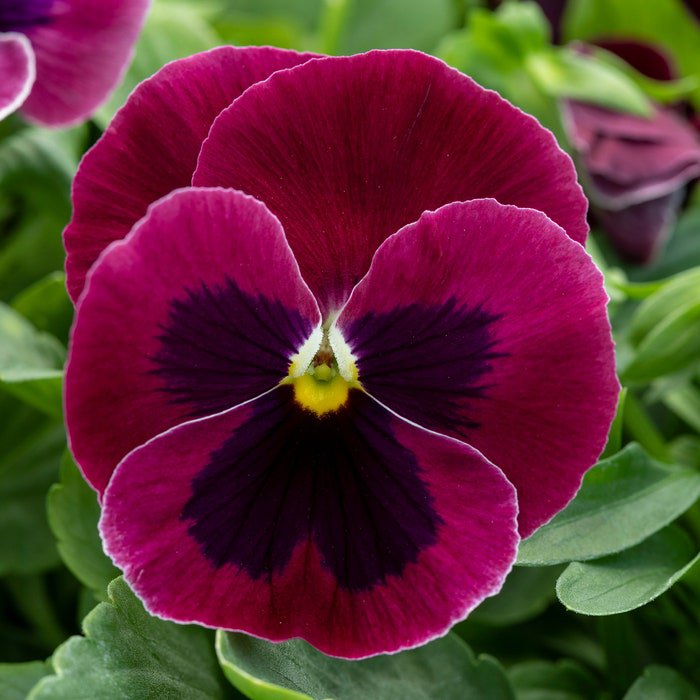 Pansy Seeds Pansy Spring Grandio Rose Blotch 50 Seeds Spring Pansy