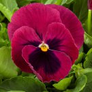Pansy Seeds Pansy Majestic Giant Ii Rose Blotch 50 Seeds Viola Seeds