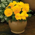 Viola Seeds Viola Colormax Clear Yellow 50 Seeds Annual Seeds