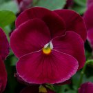 Pansy Seeds Pansy Spring Grandio Clear Rose 50 Seeds Spring Pansy