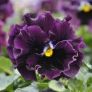 Mpb#4 Viola Seeds Frizzle Sizzle Mini Purple Shades 25 Seeds Seeds
