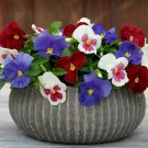 Pansy Seeds Pansy Spring Grandio Star Spangled Mix 50 Seeds Spring Pansy