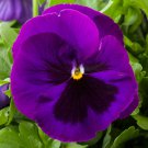 Pansy Seeds Pansy Majestic Giant Ii Purple Blotch 50 Seeds Viola Seeds
