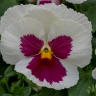Pansy Seeds Pansy Spring Grandio White W/ Rose Blotch 50 Seeds Spring Pansy