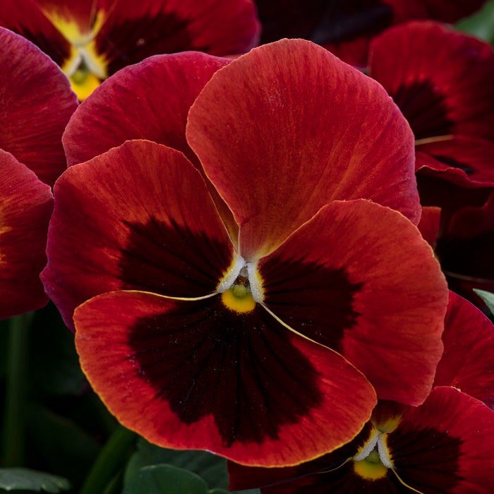 Pansy Seeds Pansy Spring Grandio Red Blotch 50 Seeds Spring Pansy