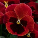 Pansy Seeds Pansy Spring Grandio Red Blotch 50 Seeds Spring Pansy