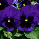 Pansy Seeds Pansy Majestic Giant Ii Deep Blue Blotch 50 Seeds Viola Seeds