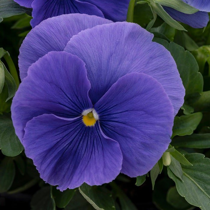 Pansy Seeds Pansy Spring Grandio True Blue 50 Seeds Spring Pansy