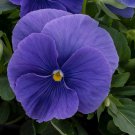 Pansy Seeds Pansy Spring Grandio True Blue 50 Seeds Spring Pansy