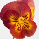 Pansy Seeds Pansy Ultima Radiance Red 50 Seeds Viola Seeds