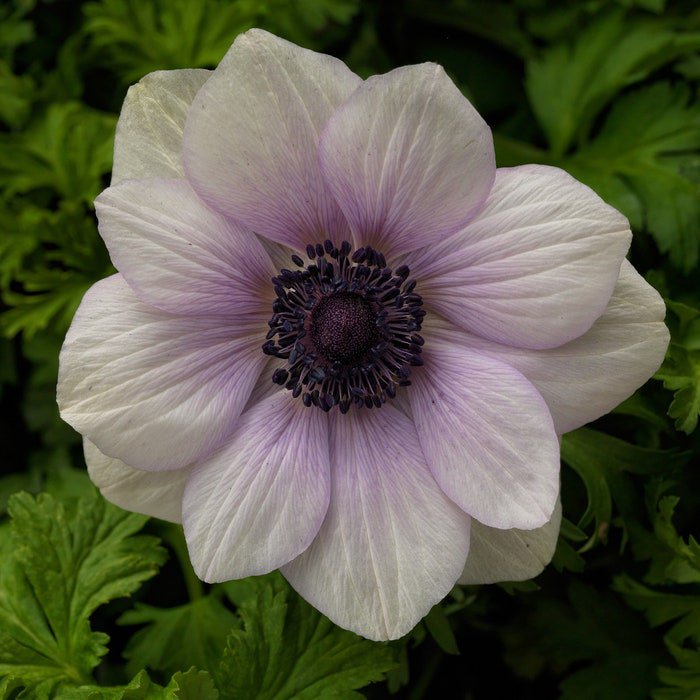 Anemone Seeds Anemone Harmony Pearl 25 Seeds Single Flower Perennial Seeds