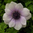 Anemone Seeds Anemone Harmony Pearl 25 Seeds Single Flower Perennial Seeds