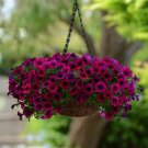 Petunia Seeds Petunia Shock Wave Deep Purple 100 Pelleted Seeds