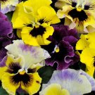 Mpb#4 Viola Seeds Frizzle Sizzle Mini Mix 25 Seeds